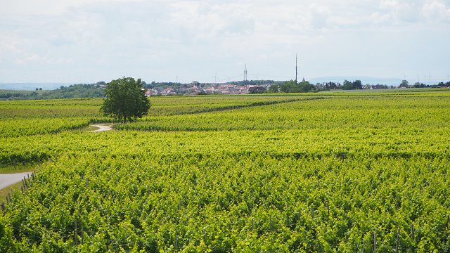 Weinbergstürme zwischen Harxheim und Zornheim