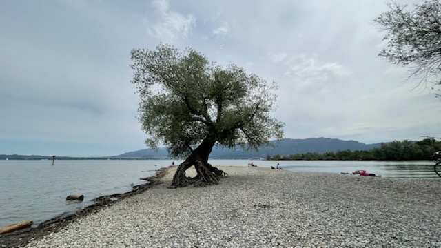 Bregenzer Ach – Runde an der Bodenseemündung