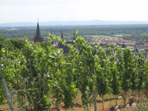 Runde auf dem Rheinterrassenweg bei Nierstein