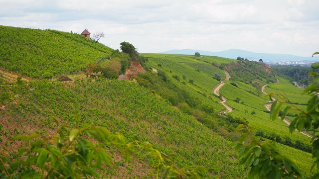 Roter Hang – ein besonderes Weinanbaugebiet