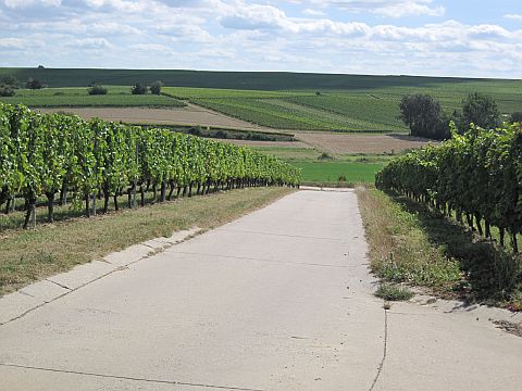 Auf dem Rheinhöhenweg nach Mainz